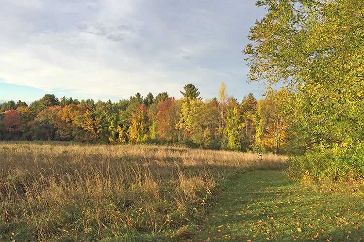 Lime Kiln Farm meadow in fall light