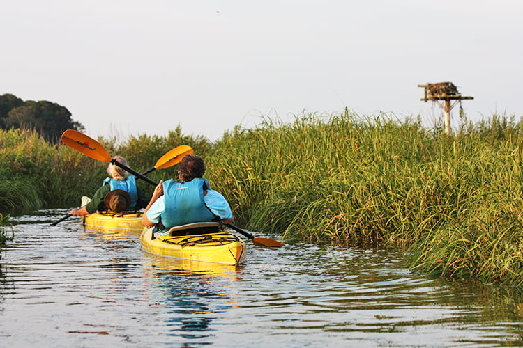 Kayaking by an active Osprey nesting pole at Long Pasture Wildlife Sanctuary