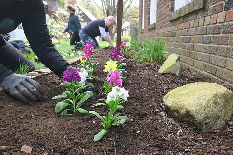 Volunteers working in the gardens at MABA