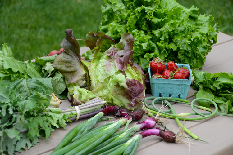 Early summer CSA veggies from the Farm at Moose Hill