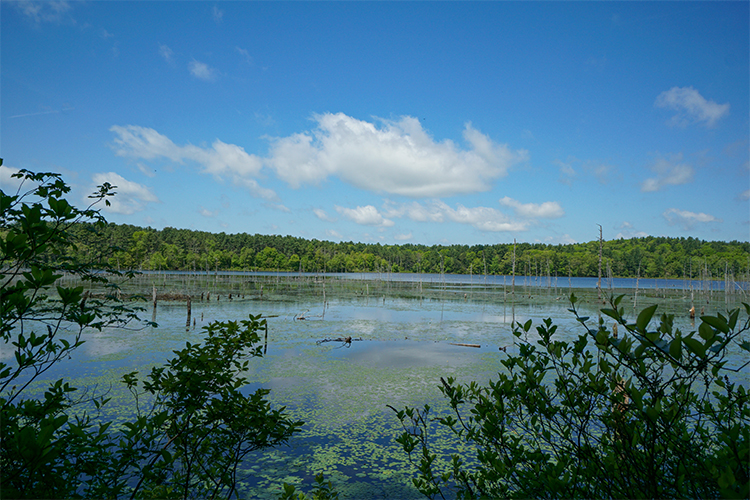 Pond at North Hill Marsh Wildlife Sanctuary