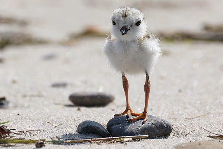 Piping Plover chick standing on a small rock © Stewart Ting Chong