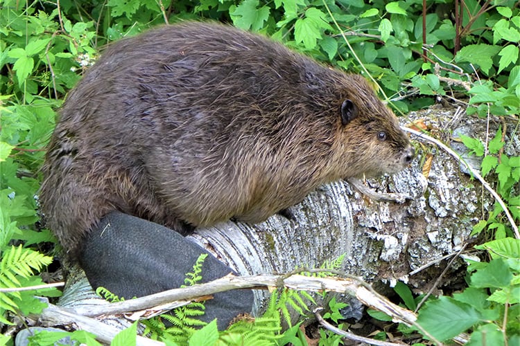 Beaver on felled tree at PV © Ed Anzures