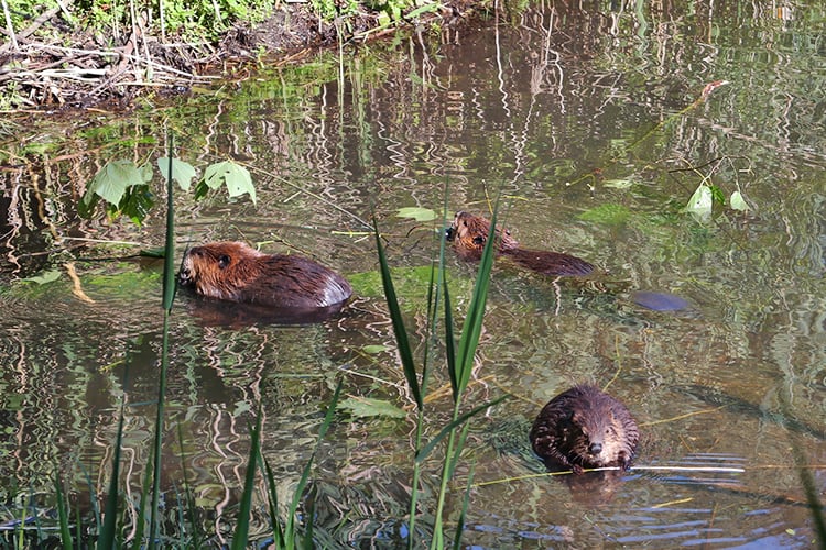 Beavers in North Pond at Pleasant Valley Wildlife Sanctuary (Photo: Bill Bernbeck)