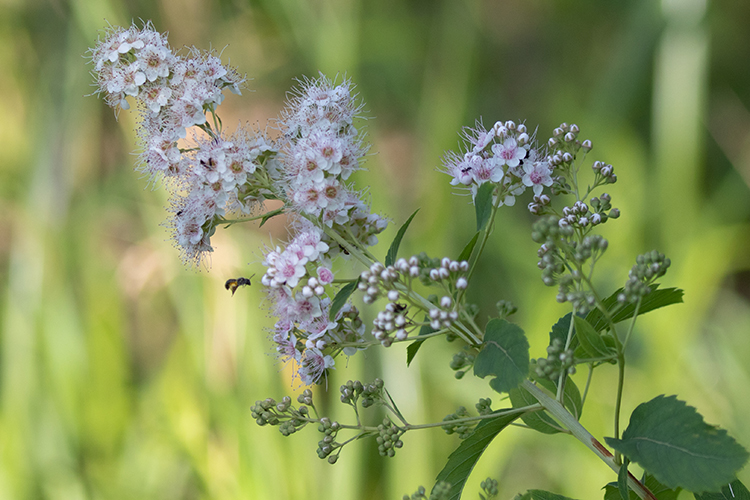 Native bees visiting flowers in a pollinator meadow at Rough Meadows Wildlife Sanctuary