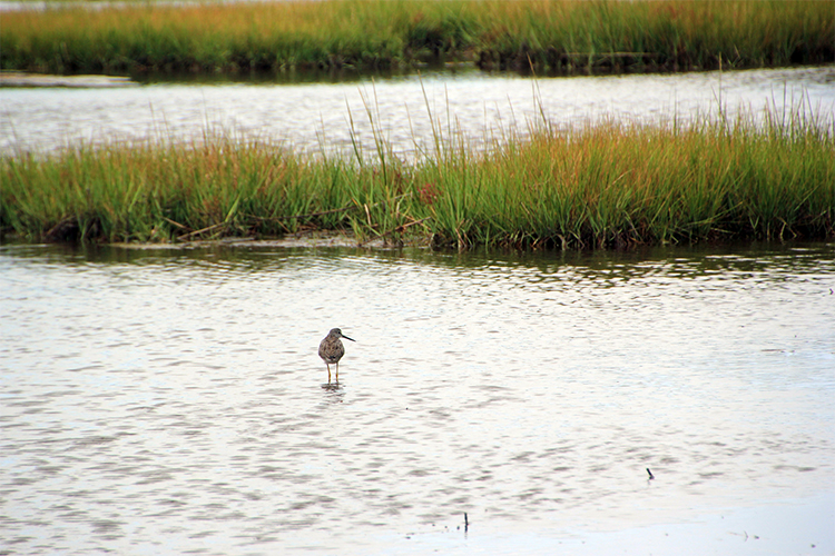 Salt marsh at Rough Meadows Wildlife Sanctuary