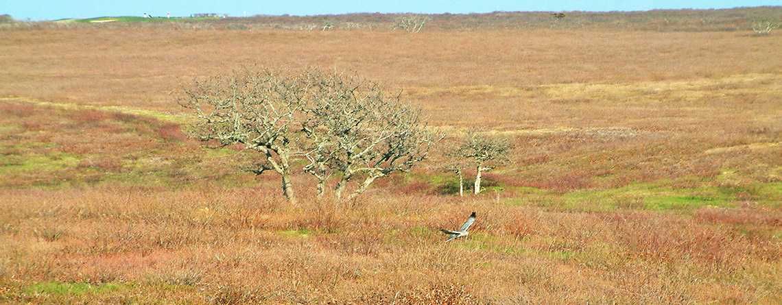 Northern Harrier flying over heathlands at Sesachacha Heathlands Wildlife Sanctuary
