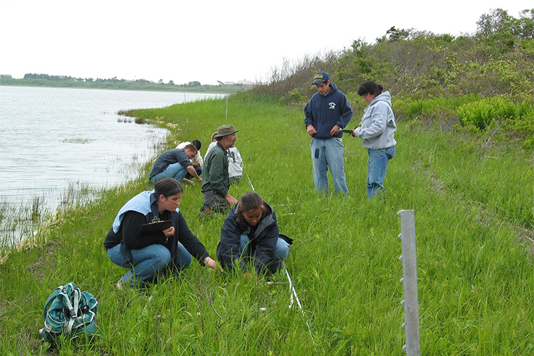 Removing invasive purple loosestrife