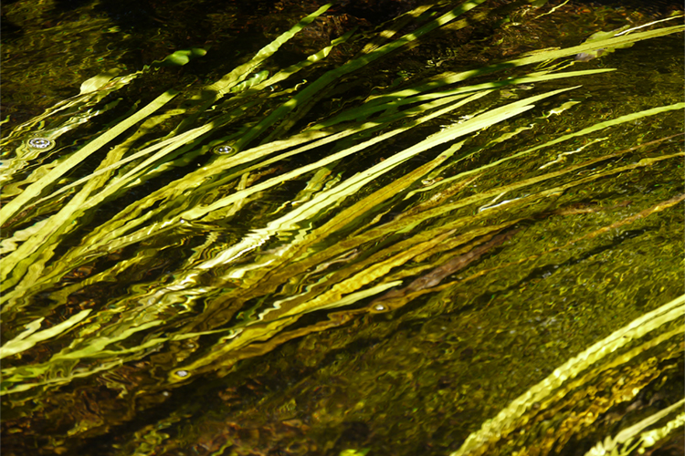 Skunknett River stream vegetation (Photo: Rosemary Mosco)
