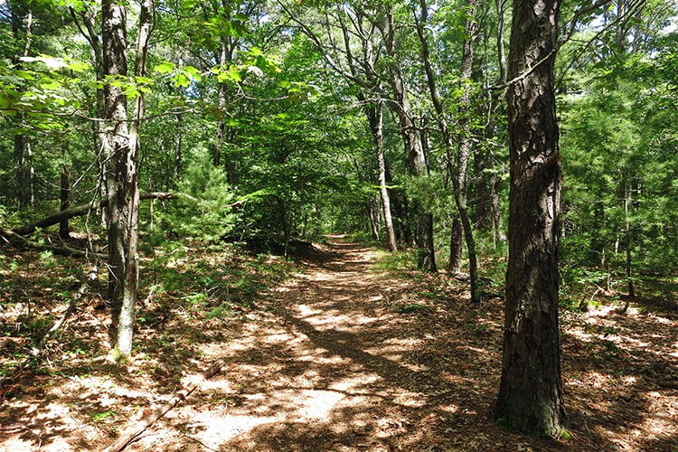 Trail at Skunknett River Wildlife Sanctuary