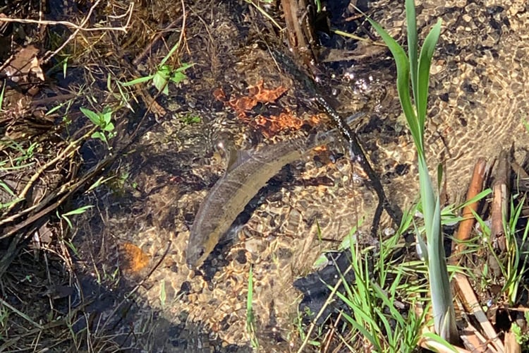 Herring in the water at Tidmarsh Wildlife Sanctuary