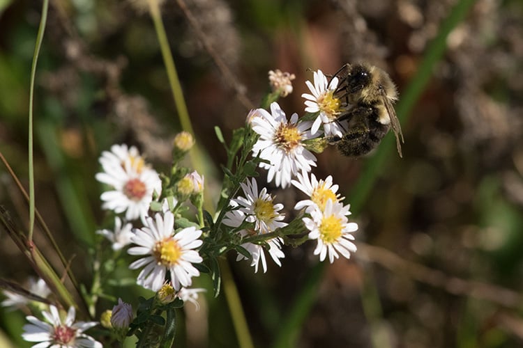 Native aster species being visited by a native bee at Tidmarsh Wildlife Sanctuary