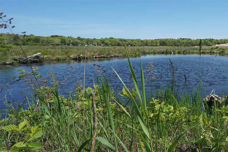 Restored wetland at Tidmarsh