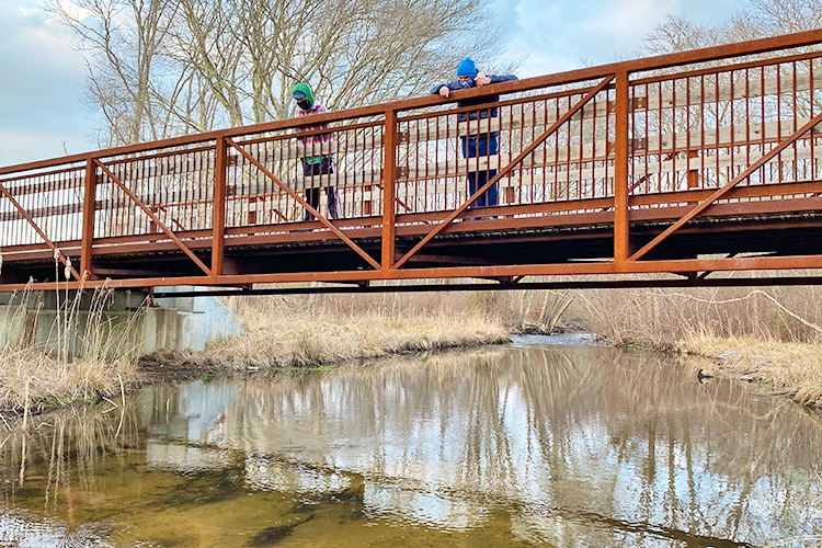 Volunteers counting herring from a bridge over the stream at Tidmarsh Wildlife Sanctuary