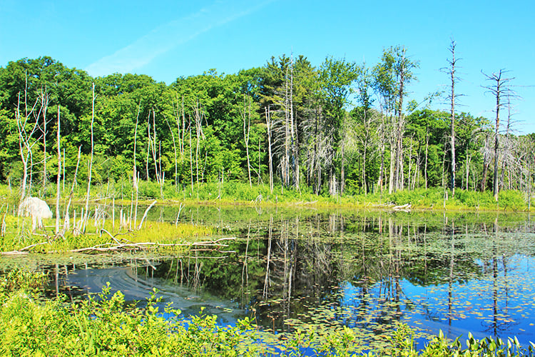 Pond at Waseeka Wildlife Sanctuary