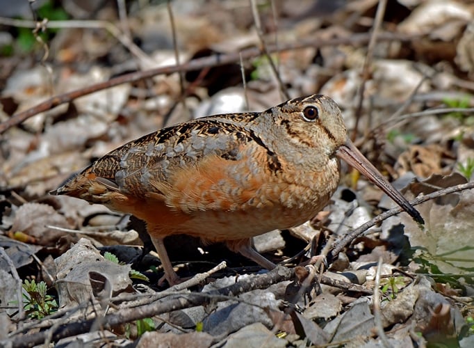 American Woodcock © Rodney Campbell