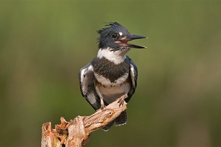 Close-up of Belted Kingfisher © Karl Schanz