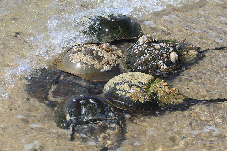 Group of horseshoe crabs