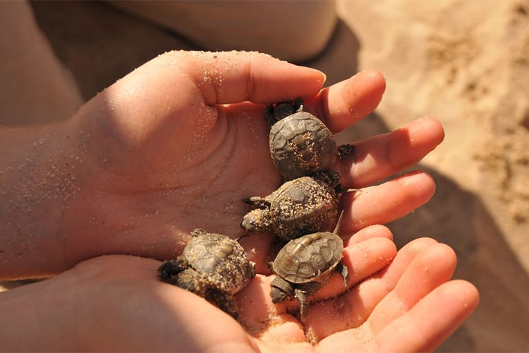Handful of Diamondback Terrapin hatchlings © Terri Munson