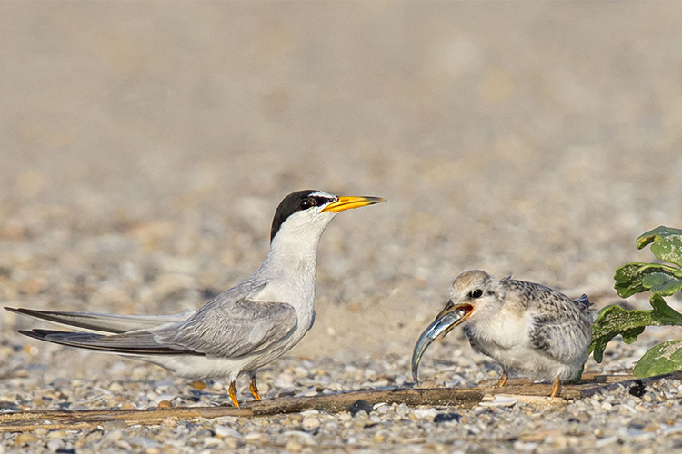 Least Tern feeding a chick © Jim Duffy