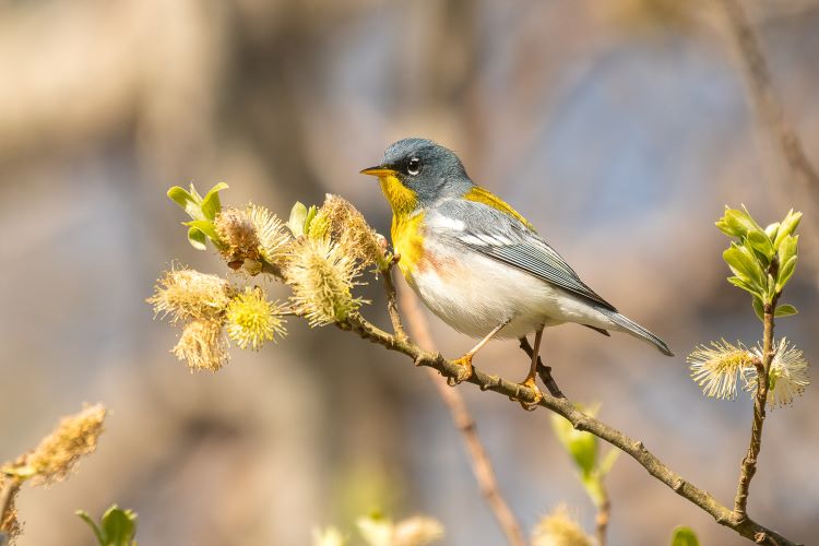 Northern Parula © Nancy Orbe