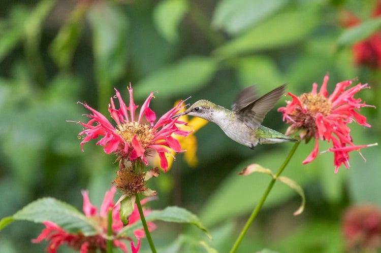 Ruby-throated Hummingbird visiting monarda flower (Kristin Foresto/Mass Audubon)