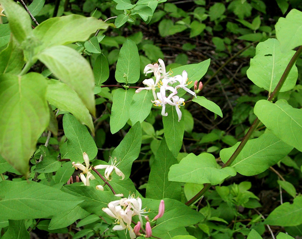 Bush honeysuckle flowers