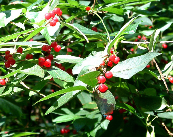 Bush honeysuckle fruits