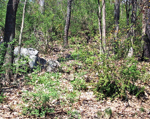 Honeysuckle in forest understory
