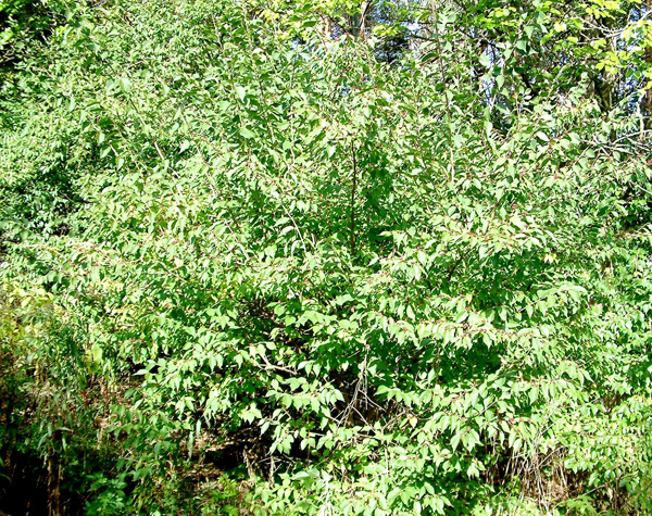 Honeysuckle shrub