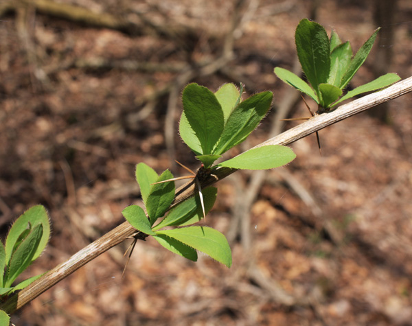 Common barberry stem and leaves