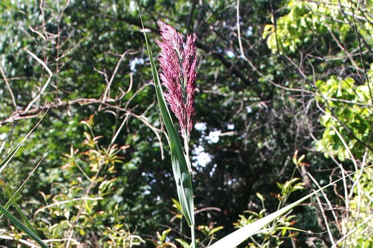 Common Reed (Phragmites australis) flower head & leaf blade
