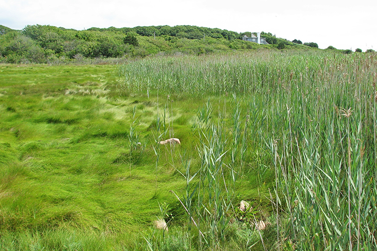 Common Reed (Phragmites australis) invading a marsh