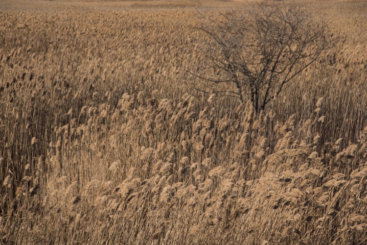 Dense stand of Common Reed (Phragmites australis) in winter © Paul Mozell