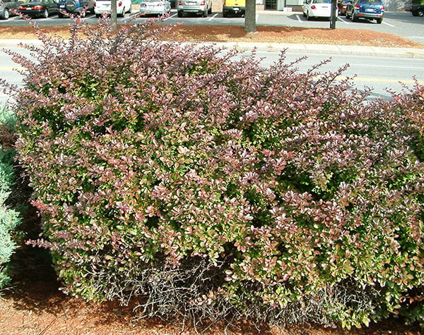 Japanese barberry with purple foliage