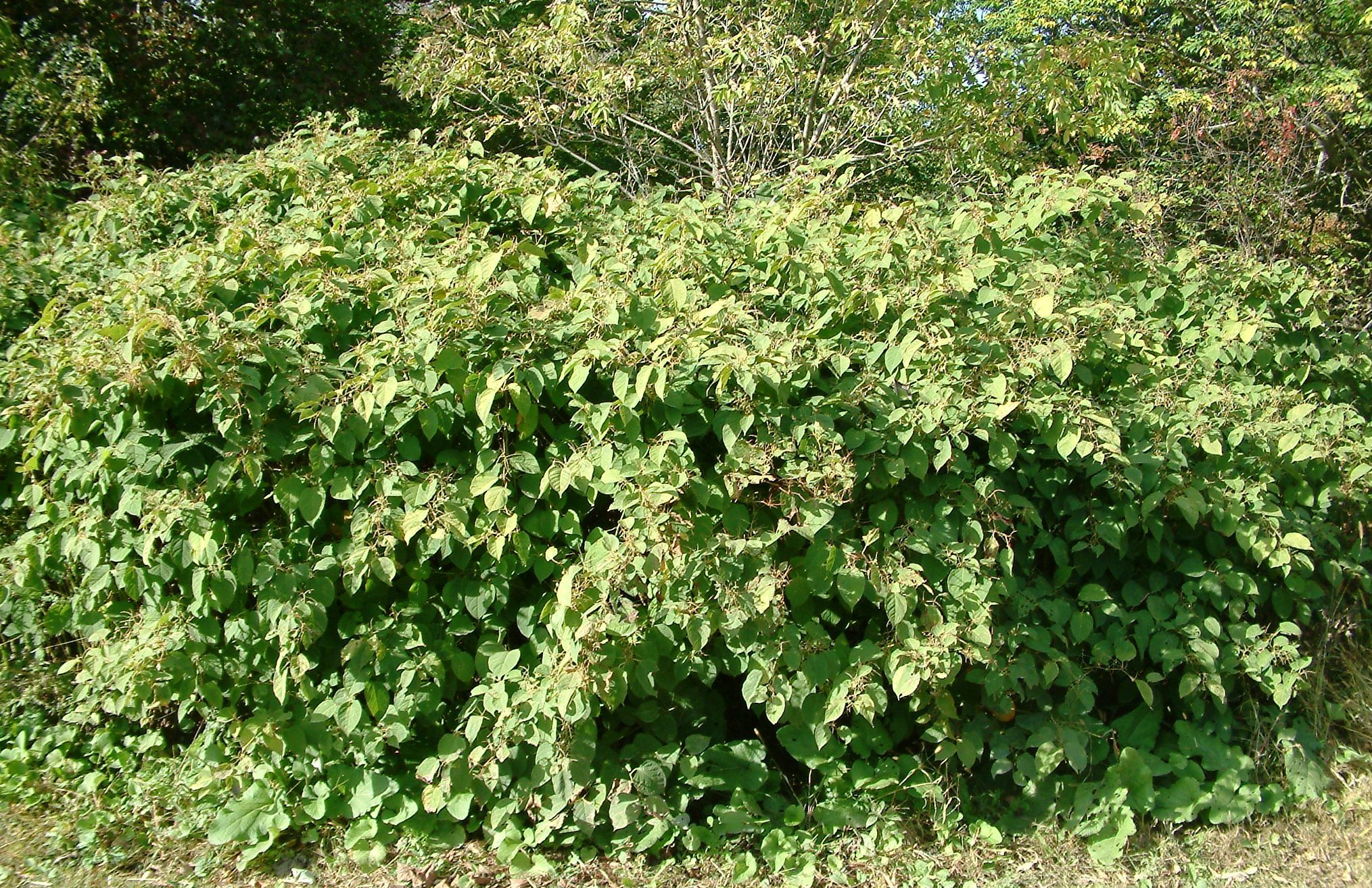 Small stand of Japanese knotweed