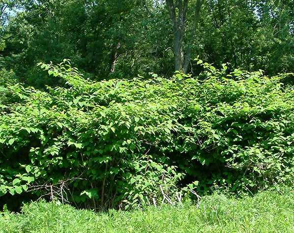 Stand of Japanese knotweed