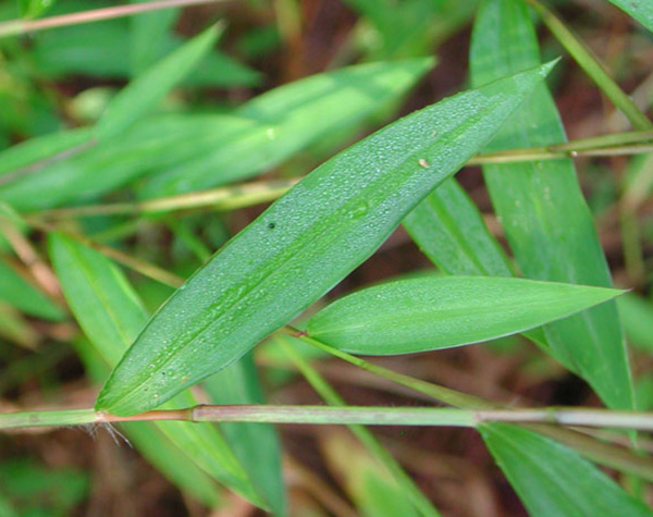 Japanese Stilt-grass leaves and stem © David J. Moorhead, University of Georgia, Bugwood.org
