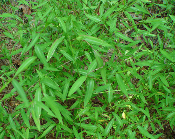 Japanese Stilt-grass patch © Chuck Bargeron, University of Georgia, Bugwood.org