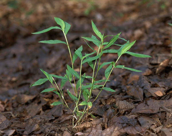 Japanesse Stilt-grass plant © James H. Miller & Ted Bodner, Southern Weed Science Society, Bugwood.org