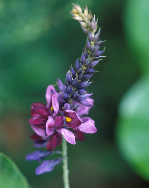 kudzu flower © Peggy Greb, USDA Agricultural Research Service, Bugwood.org