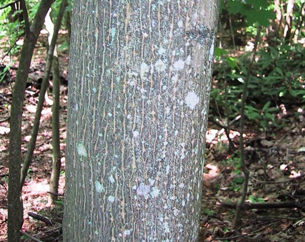 Norway maple tree bark