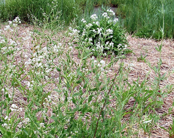 Perennial Pepperweed growth habit