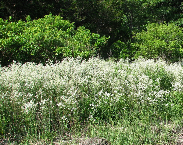Perennial Pepperweed invading the edge of a salt marsh