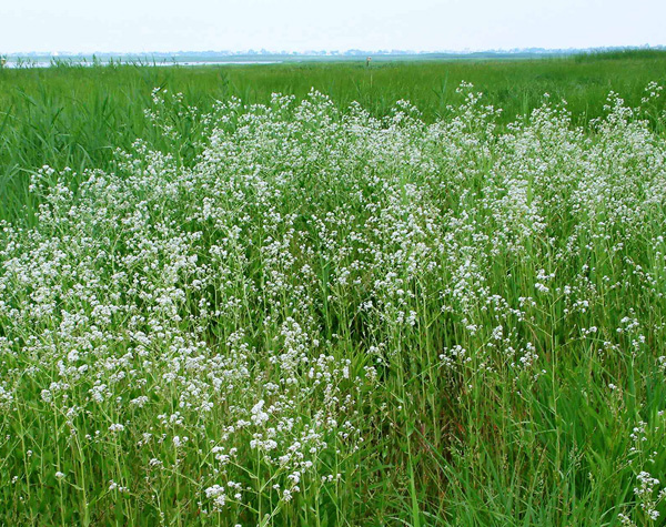 Perennial Pepperweed stand
