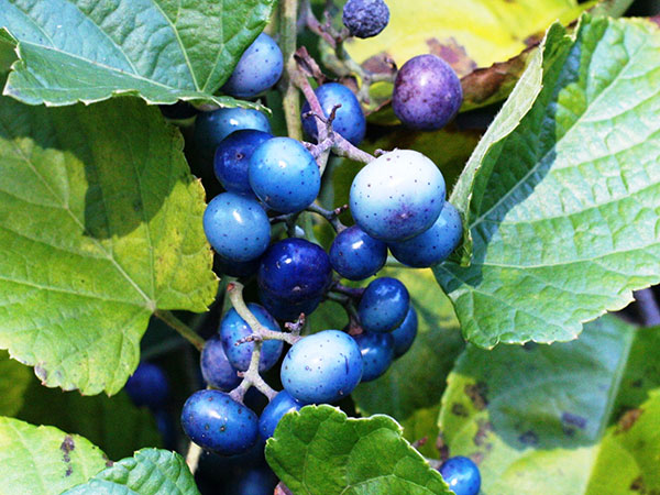 thumbnail interactive-video image 1 of Porcelain Berry Perennial Vine Seeds - 5+ Seeds - USA Seller (Cannot Ship To NY) 1 of 3