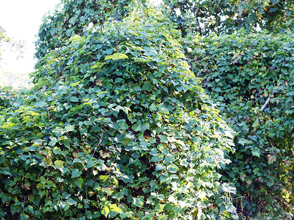 Porcelain-berry invasion smothering shrubs