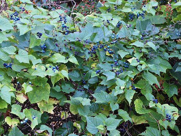 Porcelain-berry leaves and fruit
