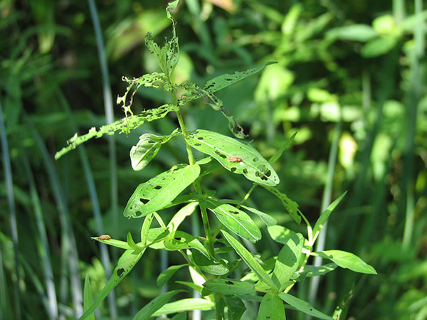 Purple loosestrife being attached by biocontrol beetles