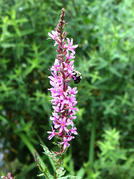 Purple loosestrife inflorescense